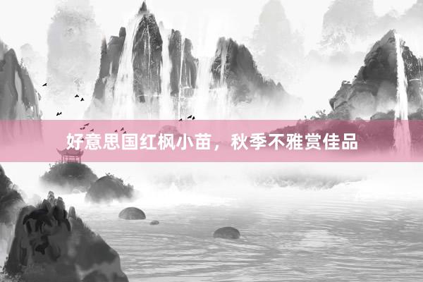 好意思国红枫小苗，秋季不雅赏佳品